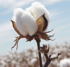 Cotton